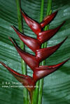 Heliconia bihai x caribaea 'Cherry Red'